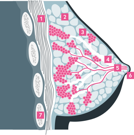 Sezione trasversale grafica del seno femminile